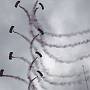 RAF Falcons