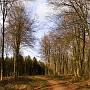 Micheldever Wood