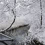 Snow covered branches next to Basin stream in Basingstoke