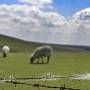 Bits of Wool