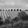 Hay Making