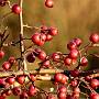 Red Berries