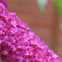 Pink Flower