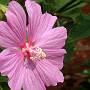 Pink Flower
