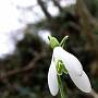 Snowdrop