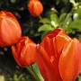 Red Tulips