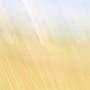 Sunny Day - Field of Corn