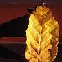 Golden Leaf
