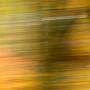 Autumn abstract