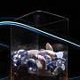 Light painting - Sea Shells