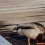I'm going this way - Mallard duck (male and Female)