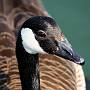 Canadian Goose