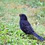 Blackbird in the rain