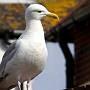 Herring Gull