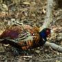Pheasant