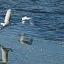 Little Egeret - Egretta garzetta