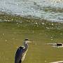 Grey Heron - Ardea cinerea