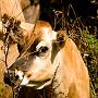 I'm watching you - Jersey Cow