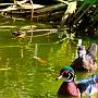 A duck