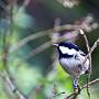 _MG_4398-640
