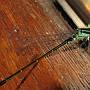 Damsel in distress<br />Blue tailed Damselfly (Ischnura Elegans)