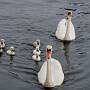 Mute Swan (Cygnus olor) taken in Lymington with cygnets swiming between moored boats