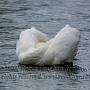 Mute Swan (Cygnus olor) taken at Newport on the Isle of Wight