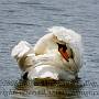 Mute Swan (Cygnus olor) taken at Newport on the Isle of Wight