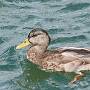 Mallard ducks taken at Mercury from Can Y Mor on her berth on the Hamble River