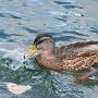 Mallard ducks taken at Mercury from Can Y Mor on her berth on the Hamble River