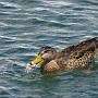 Mallard ducks taken at Mercury from Can Y Mor on her berth on the Hamble River
